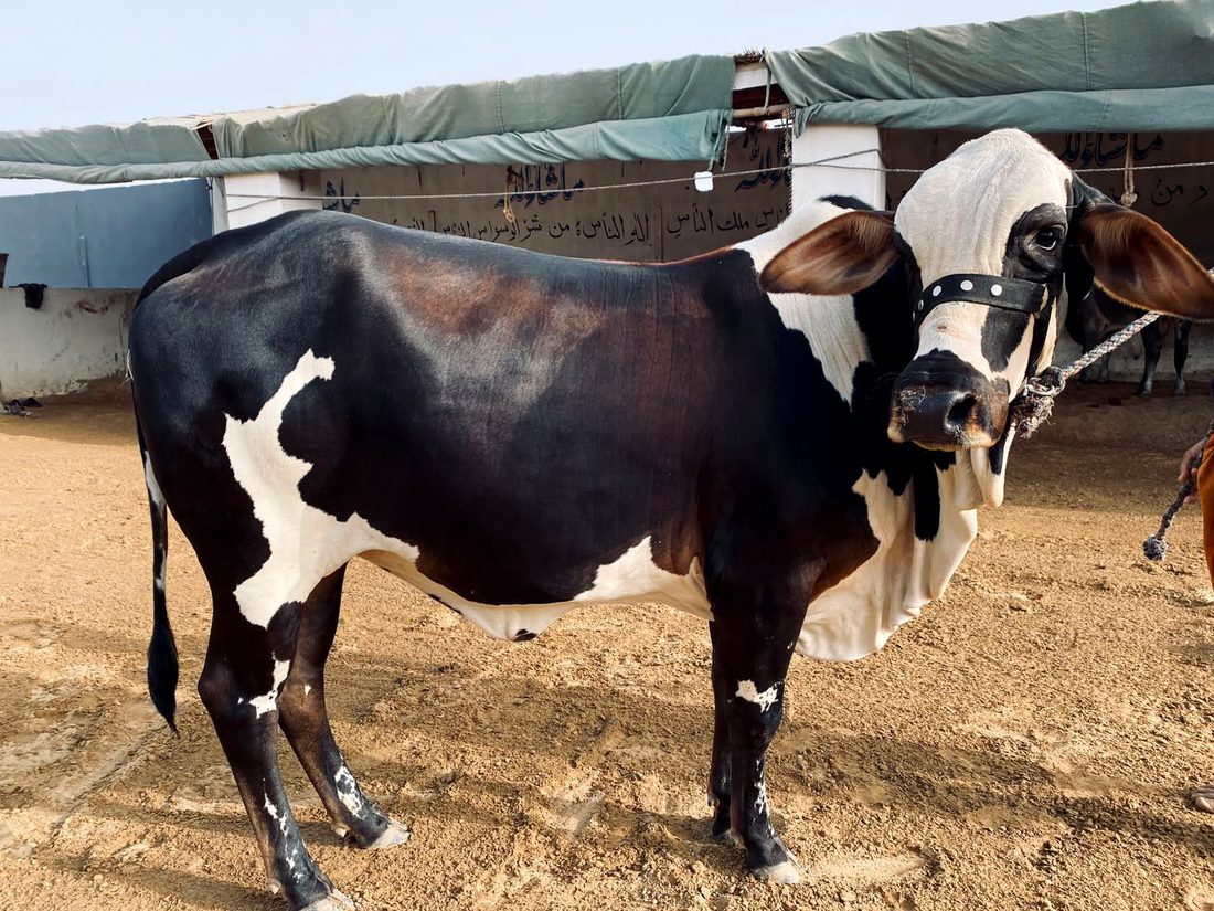 Healthy bull raised at AK Cattle Farm