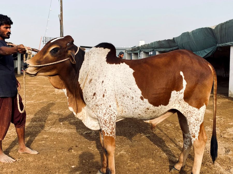 Healthy bull at AK Cattle Farm