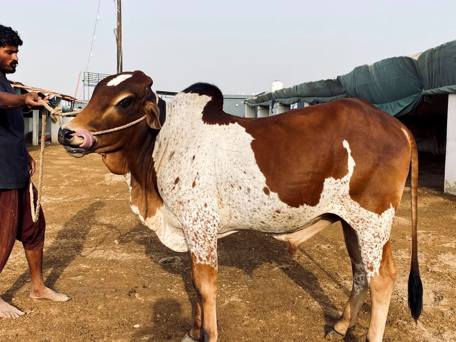 Bull at AK Cattle Farm