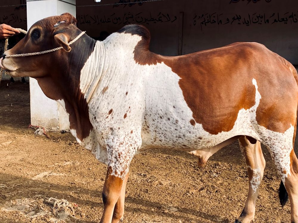 Cattle at AK Cattle Farm