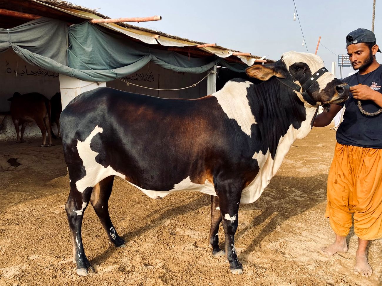 Cattle at AK Cattle Farm