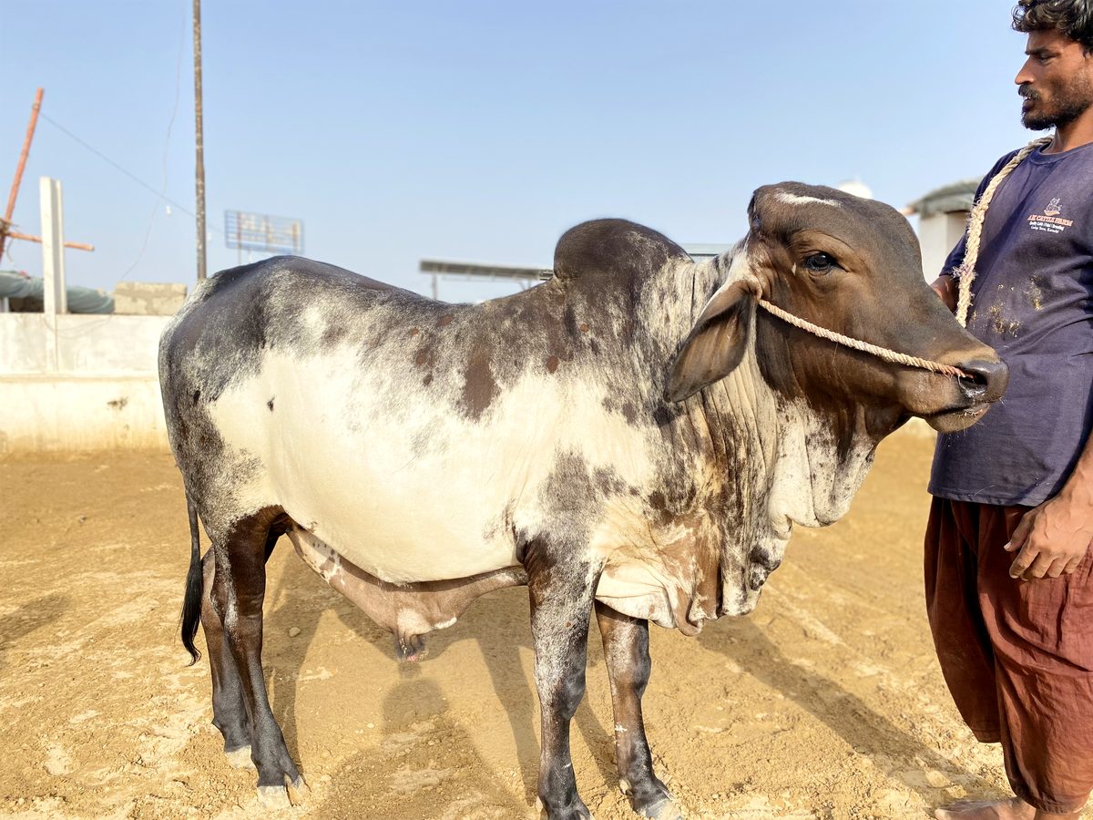 Big, healthy bull at AK Cattle Farm
