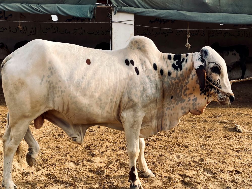 Premium bull at AK Cattle Farm