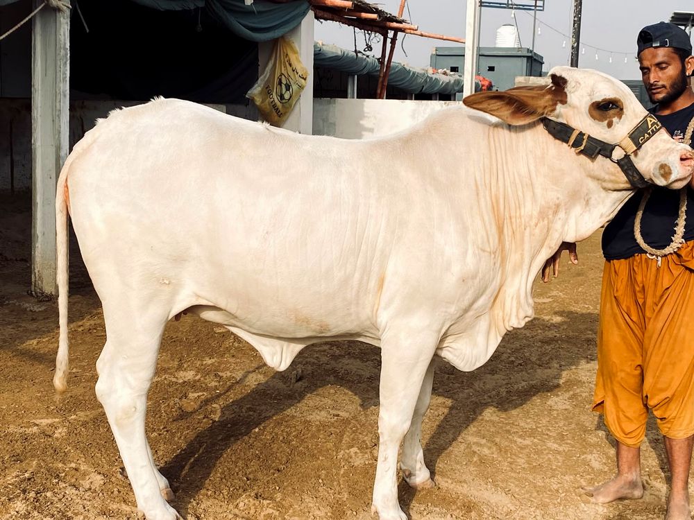 Strong bull at AK Cattle Farm