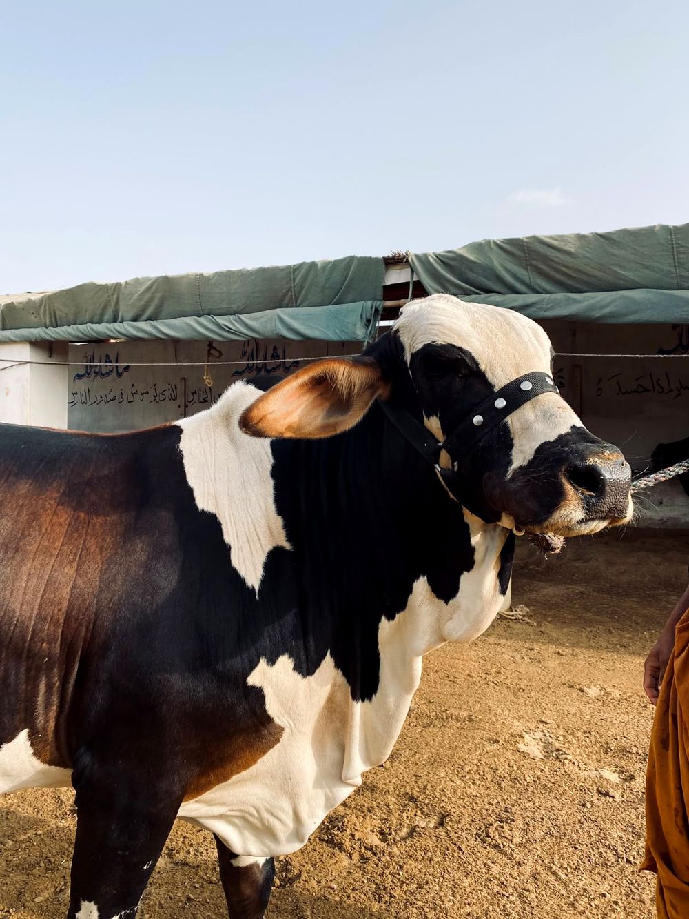 Show bull at AK Cattle Farm