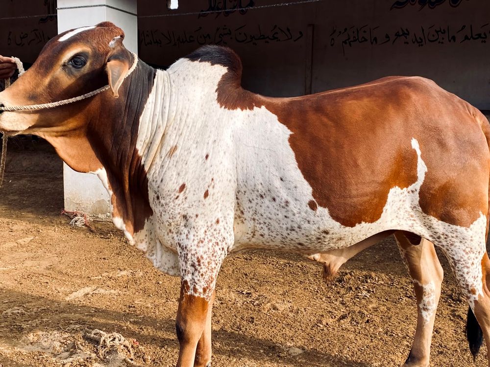 Healthy cattle at AK Cattle Farm
