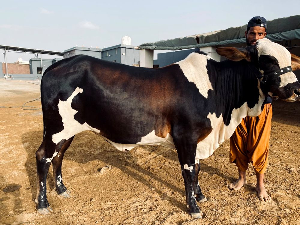 Trusted cattle at AK Cattle Farm