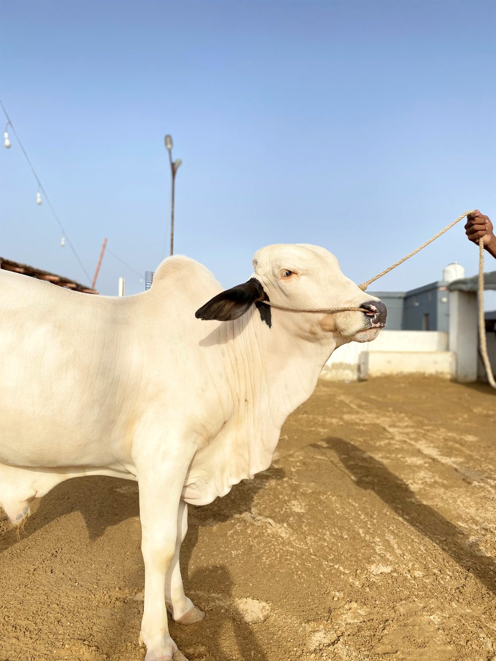 Healthy bull at AK Cattle Farm