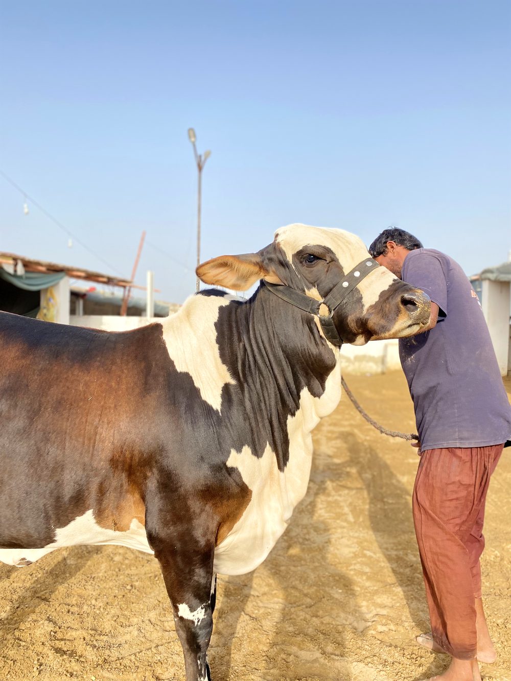 Cattle ready for qurbani at AK Cattle Farm