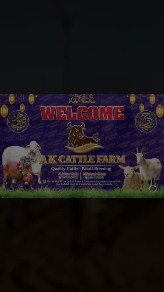 Bull at pasture video preview