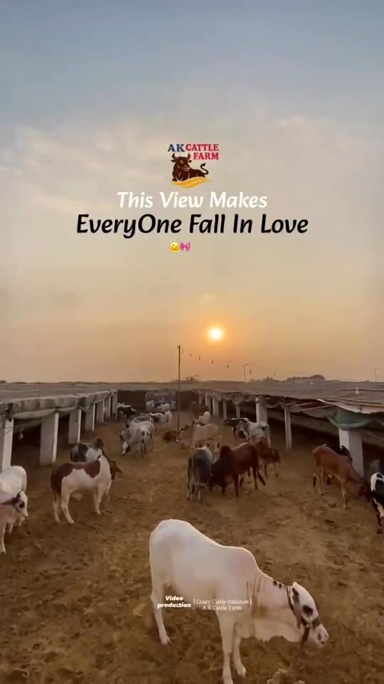 Sunset at the farm video preview
